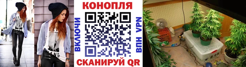 хочу наркоту  Камышин  Конопля SATIVA & INDICA 